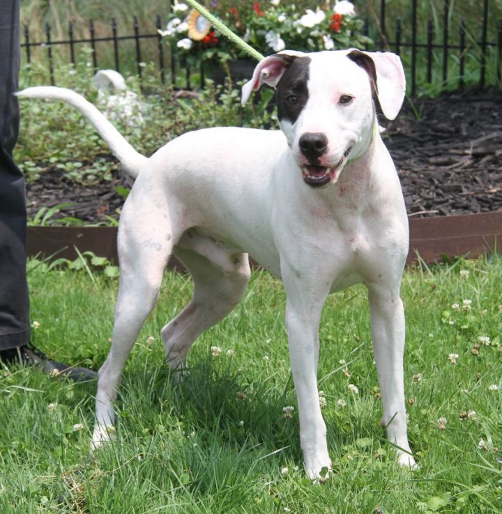 Pointer and hot sale terrier mix