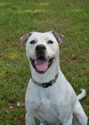 Excitement is his middle name Kazimir is a vibrant pooch ready to bring boundless joy to your home