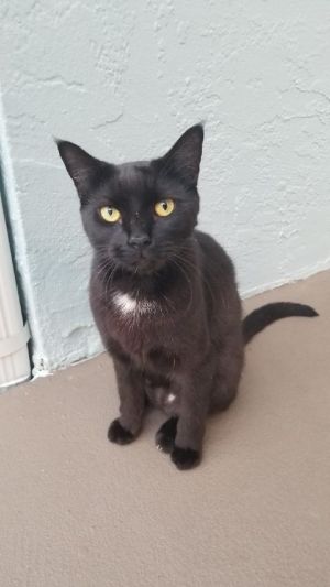 Lila, Adult Female Domestic Short Hair