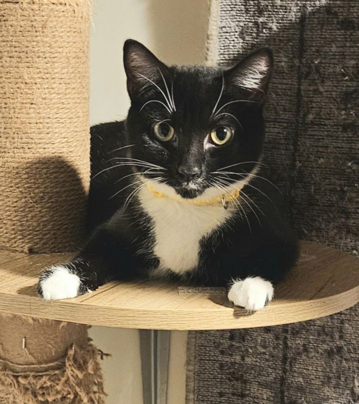 Tennessee Tux 1