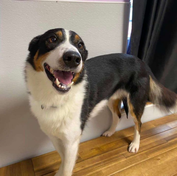 Tricolor border store collie short hair