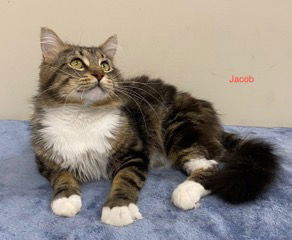 JACOB & JOSHUA - BONDED PAIR, an adoptable Domestic Short Hair in Franklin, TN, 37069 | Photo Image 1