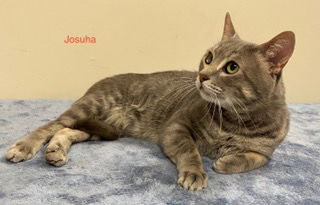 JACOB & JOSHUA - BONDED PAIR, an adoptable Domestic Short Hair in Franklin, TN, 37069 | Photo Image 2