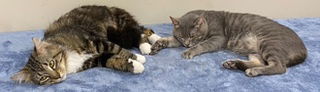 JACOB & JOSHUA - BONDED PAIR, an adoptable Domestic Short Hair in Franklin, TN, 37069 | Photo Image 3