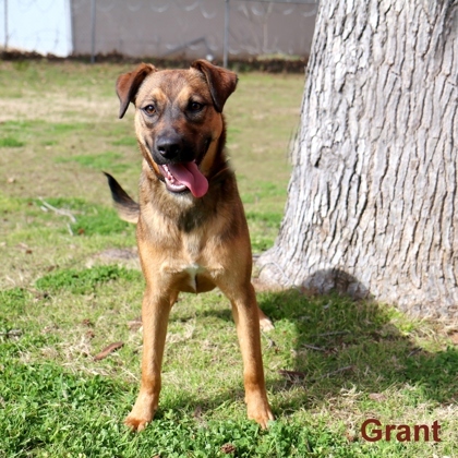 Grant, an adoptable Hound, Mixed Breed in Tyler, TX, 75711 | Photo Image 1