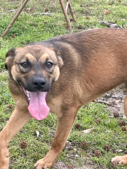 Grant, an adoptable Hound, Mixed Breed in Tyler, TX, 75711 | Photo Image 3