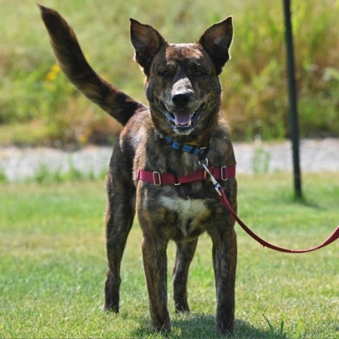 Tiger, an adoptable Mixed Breed in Ponderay, ID, 83852 | Photo Image 4
