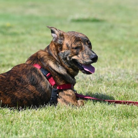 Tiger, an adoptable Mixed Breed in Ponderay, ID, 83852 | Photo Image 6