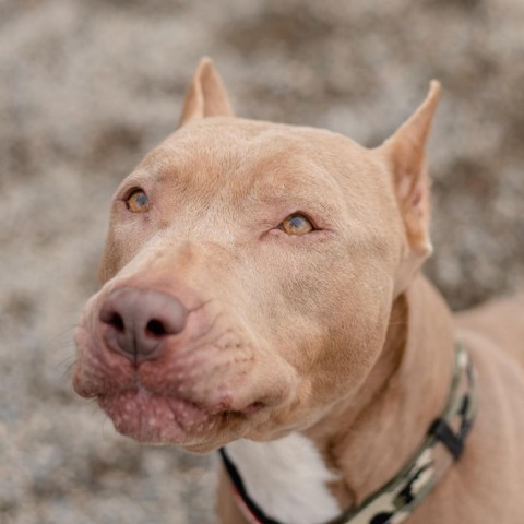 Penny, an adoptable Mixed Breed in Ponderay, ID, 83852 | Photo Image 1