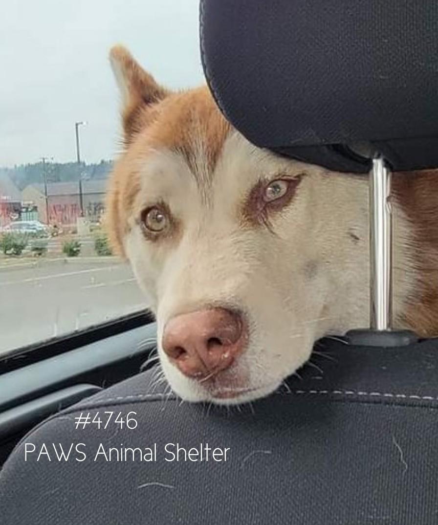 Dog for adoption Marlon Brando 4746, a Husky in West Linn, OR