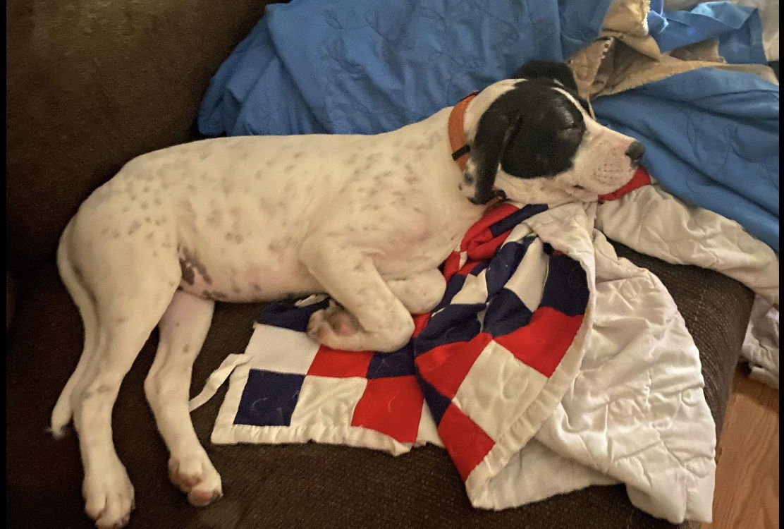 Dixie, an adoptable Mixed Breed in Poplar Bluff, MO, 63901 | Photo Image 1