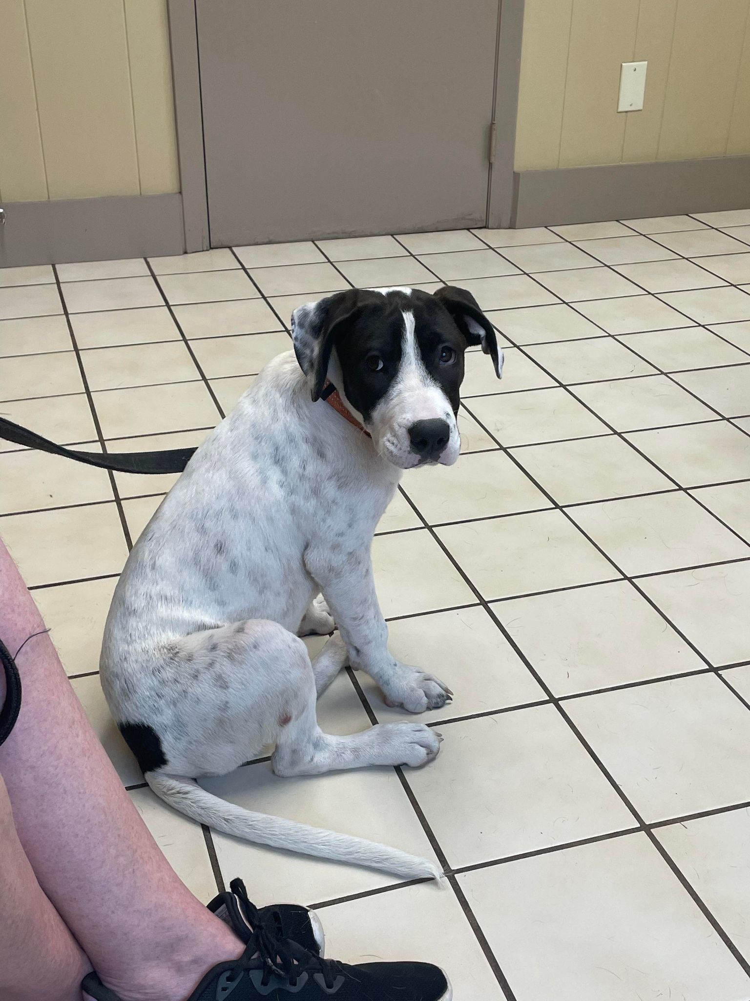 Dixie, an adoptable Mixed Breed in Poplar Bluff, MO, 63901 | Photo Image 2