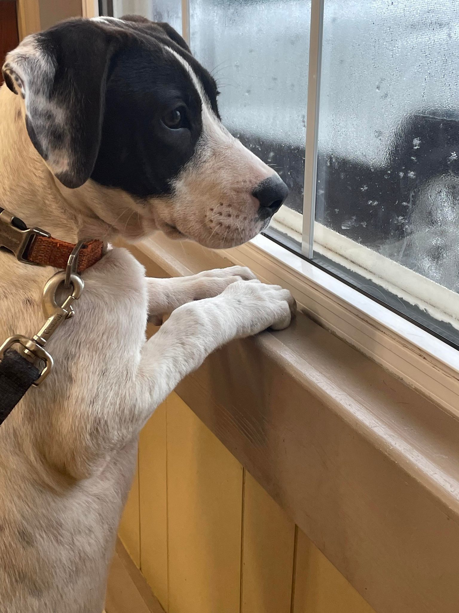 Dixie, an adoptable Mixed Breed in Poplar Bluff, MO, 63901 | Photo Image 3