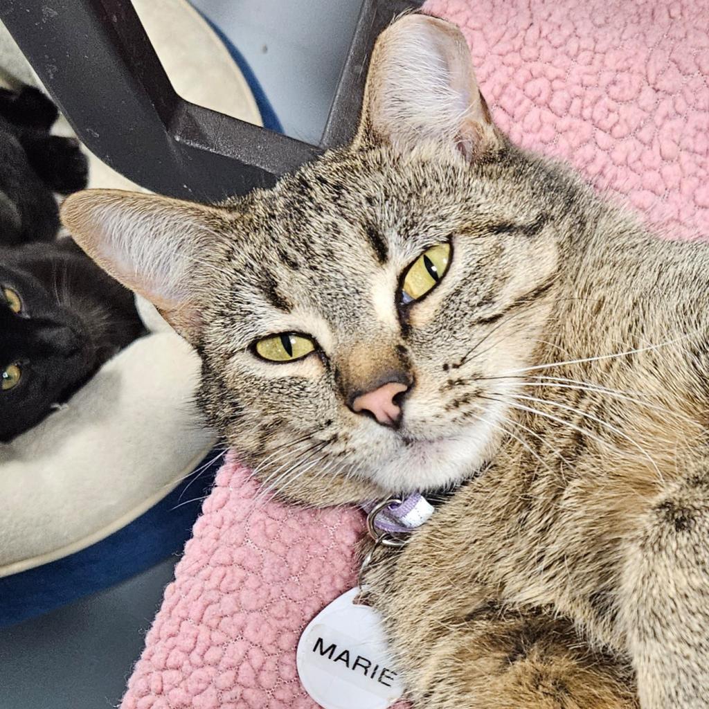 Marie, an adoptable Domestic Short Hair in Sheridan, WY, 82801 | Photo Image 1