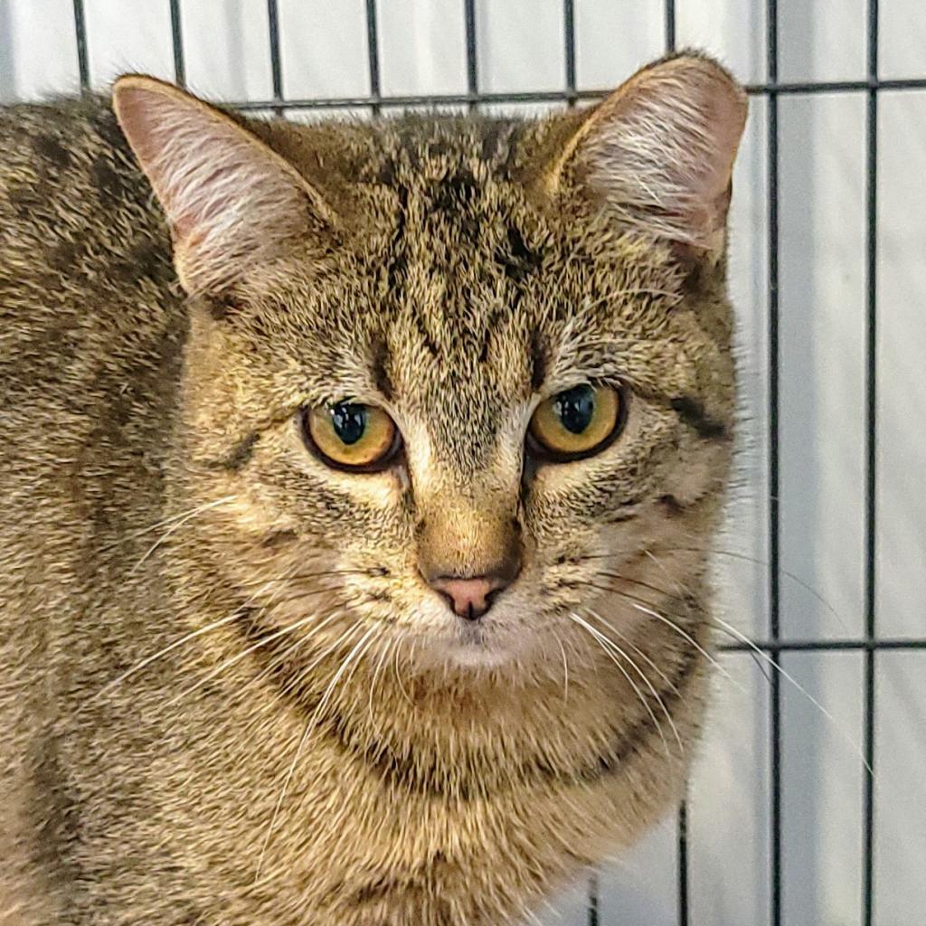 Marie, an adoptable Domestic Short Hair in Sheridan, WY, 82801 | Photo Image 2