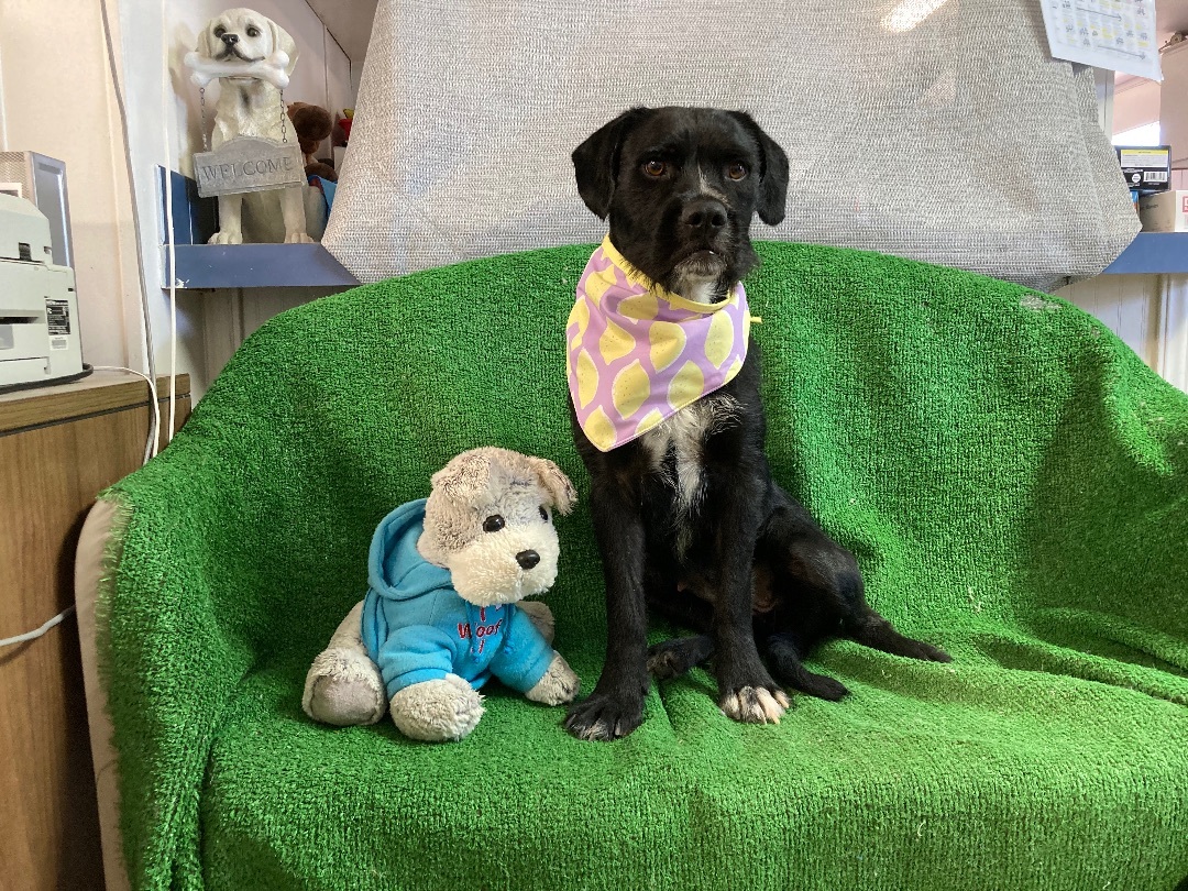 Nessie, an adoptable Terrier in El Paso, TX, 79938 | Photo Image 2