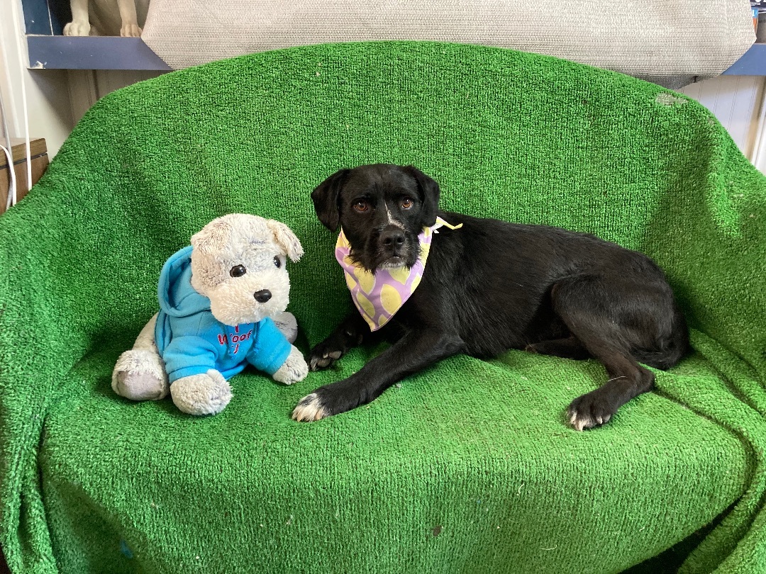 Nessie, an adoptable Terrier in El Paso, TX, 79938 | Photo Image 3