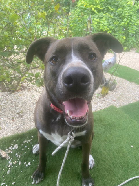 Lana, an adoptable Mountain Cur, Shepherd in Key Largo, FL, 33037 | Photo Image 1