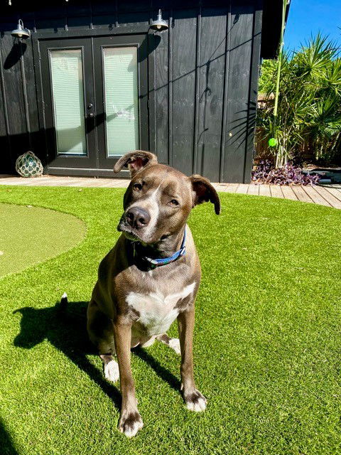 Lana, an adoptable Mountain Cur, Shepherd in Key Largo, FL, 33037 | Photo Image 1