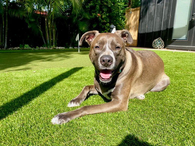 Lana, an adoptable Mountain Cur, Shepherd in Key Largo, FL, 33037 | Photo Image 2