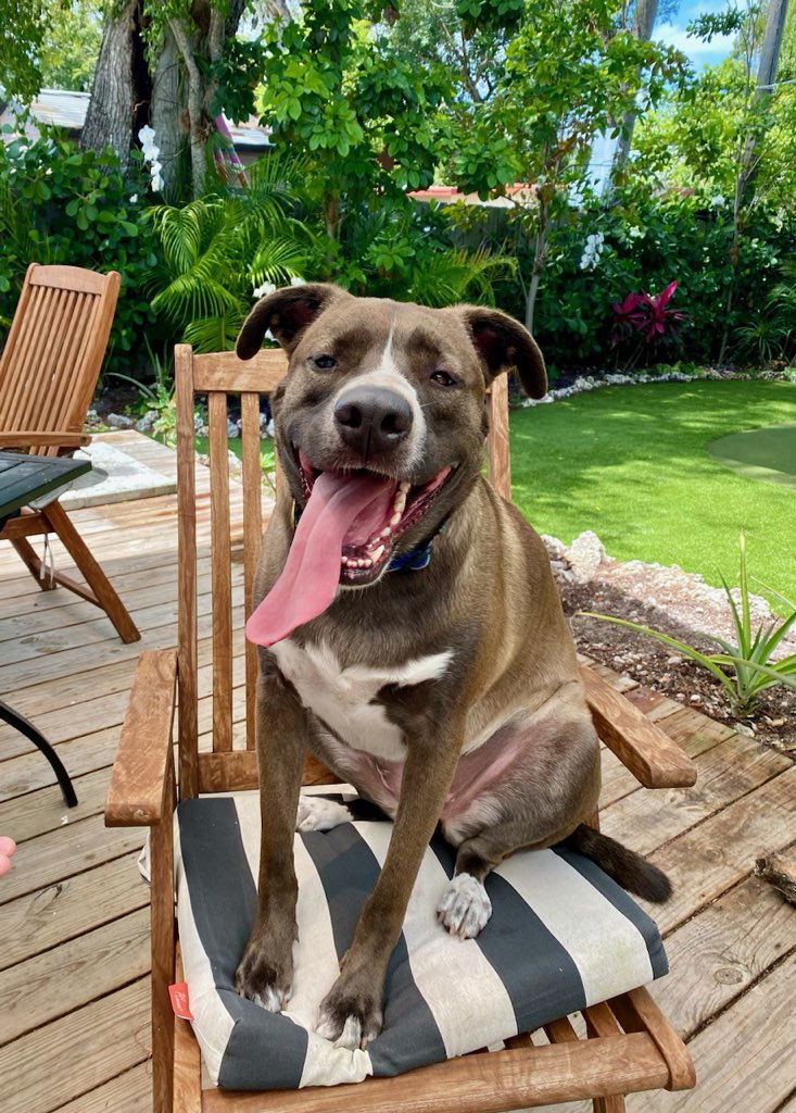 Lana, an adoptable Mountain Cur, Shepherd in Key Largo, FL, 33037 | Photo Image 3