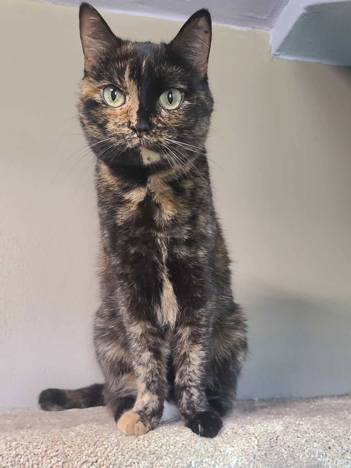 Freya, an adoptable Tortoiseshell, Domestic Short Hair in Mankato, MN, 56001 | Photo Image 1