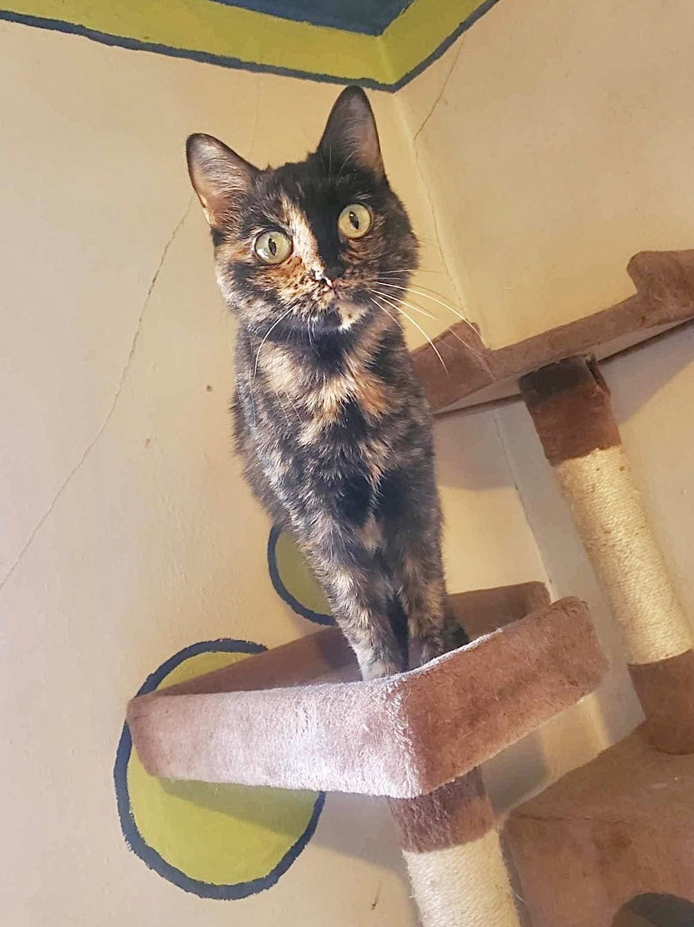 Freya, an adoptable Tortoiseshell, Domestic Short Hair in Mankato, MN, 56001 | Photo Image 2