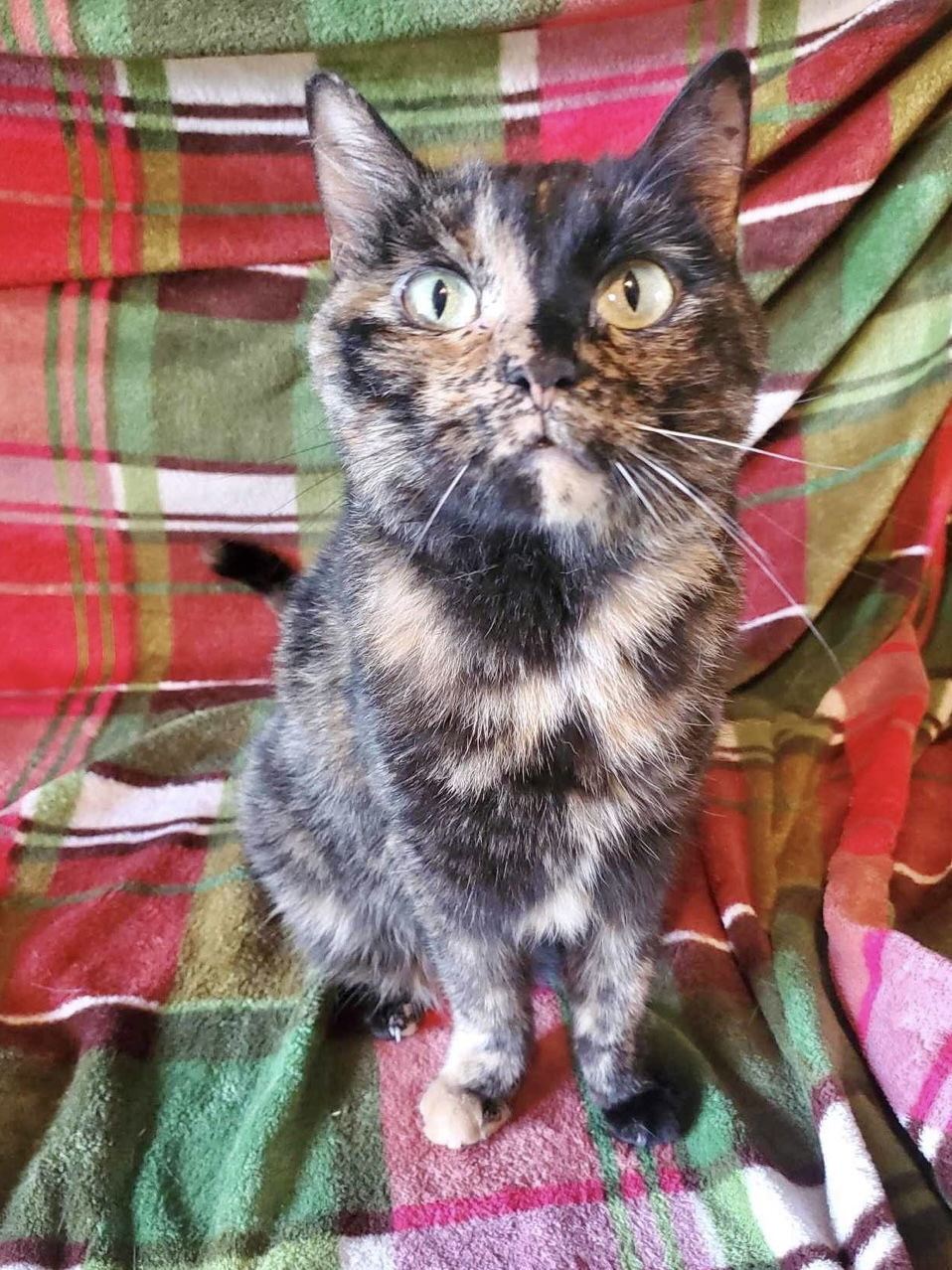 Freya, an adoptable Tortoiseshell, Domestic Short Hair in Mankato, MN, 56001 | Photo Image 3