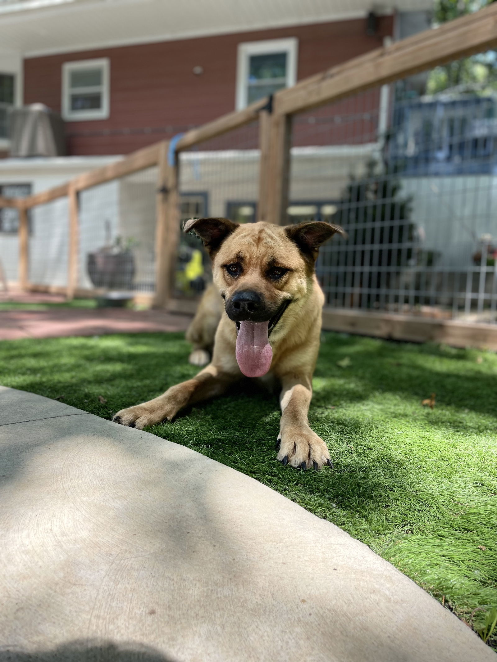 Hazel, an adoptable Chow Chow, Rottweiler in Leavenworth, KS, 66048 | Photo Image 1