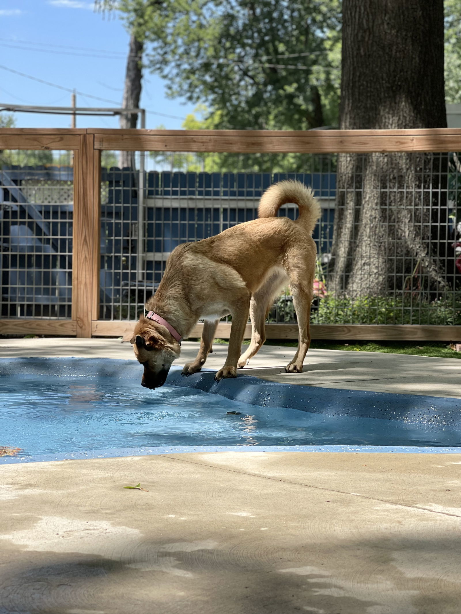 Hazel, an adoptable Chow Chow, Rottweiler in Leavenworth, KS, 66048 | Photo Image 2