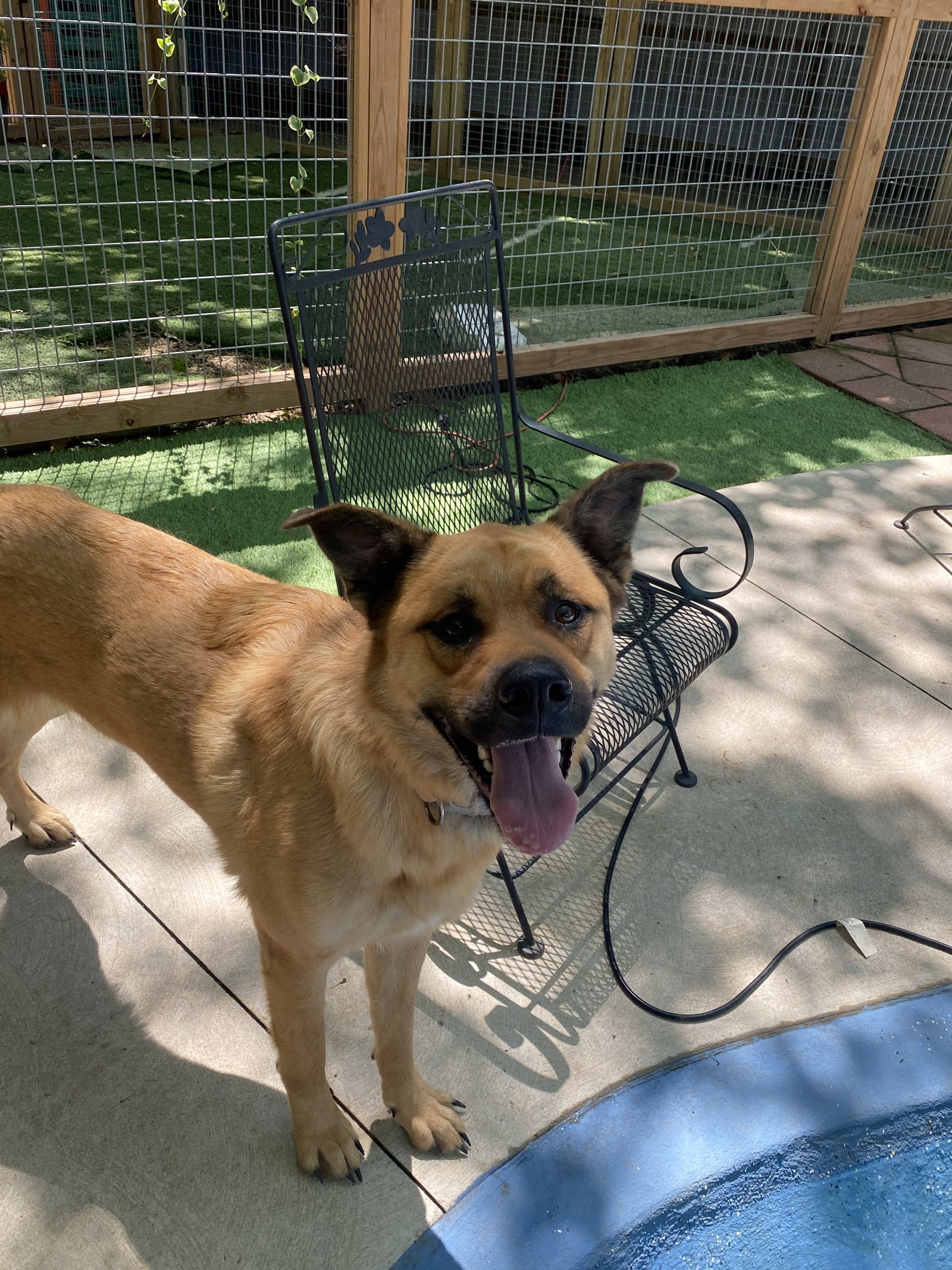 Hazel, an adoptable Chow Chow, Rottweiler in Leavenworth, KS, 66048 | Photo Image 3