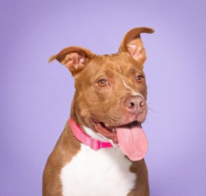 Bean, Adult Female unknown