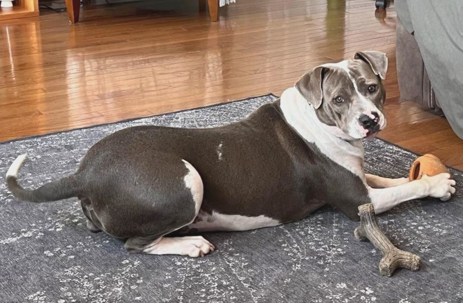 Gravity, an adoptable Pit Bull Terrier in Plymouth, MN, 55447 | Photo Image 5