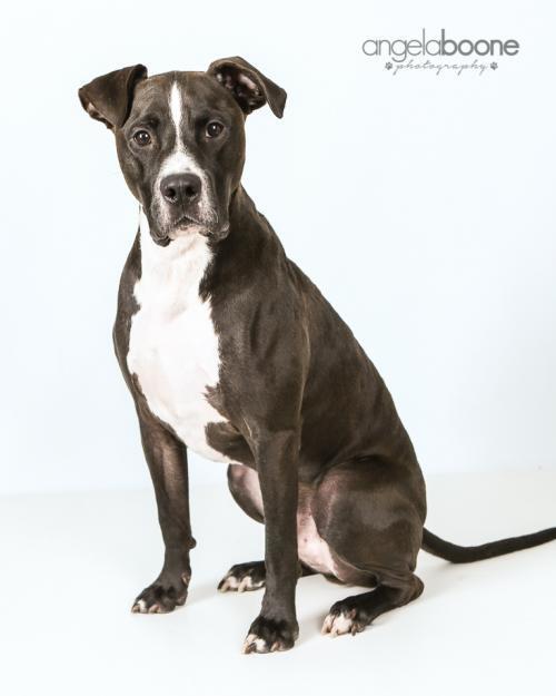 Champ, an adoptable Pit Bull Terrier in Plymouth, MN, 55447 | Photo Image 1