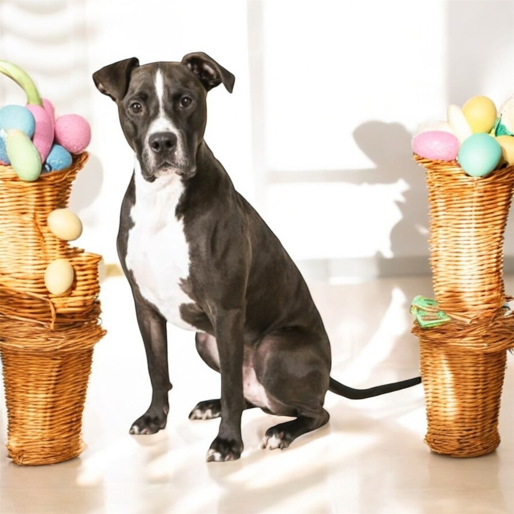 Champ, an adoptable Pit Bull Terrier in Plymouth, MN, 55447 | Photo Image 1