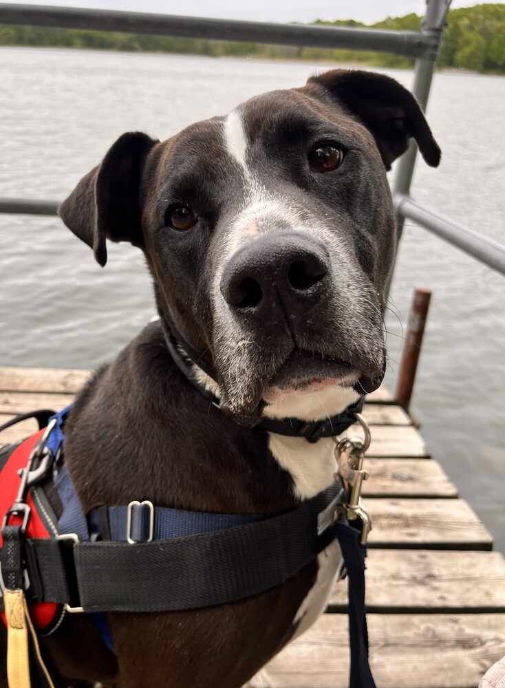 Champ, an adoptable Pit Bull Terrier in Plymouth, MN, 55447 | Photo Image 1