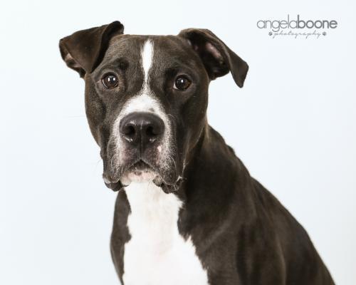Champ, an adoptable Pit Bull Terrier in Plymouth, MN, 55447 | Photo Image 2