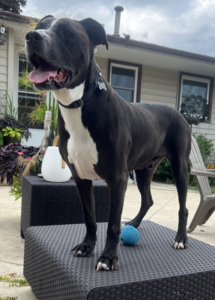 Champ, an adoptable Pit Bull Terrier in Plymouth, MN, 55447 | Photo Image 2