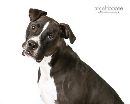 Champ, an adoptable Pit Bull Terrier in Plymouth, MN, 55447 | Photo Image 3