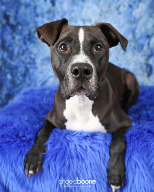 Champ, an adoptable Pit Bull Terrier in Plymouth, MN, 55447 | Photo Image 3