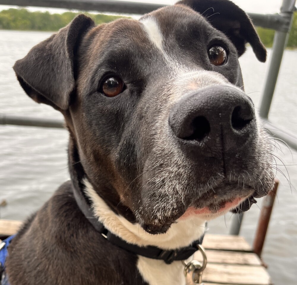 Champ, an adoptable Pit Bull Terrier in Plymouth, MN, 55447 | Photo Image 3