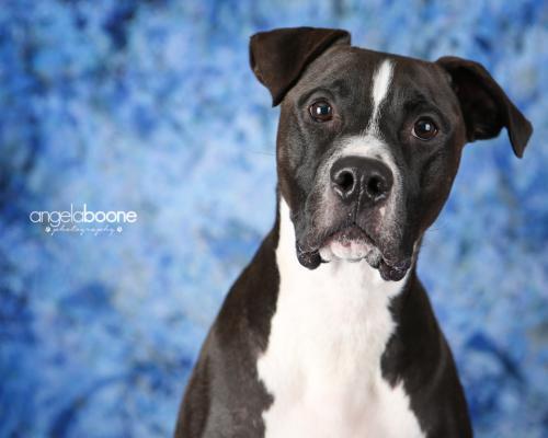 Champ, an adoptable Pit Bull Terrier in Plymouth, MN, 55447 | Photo Image 4