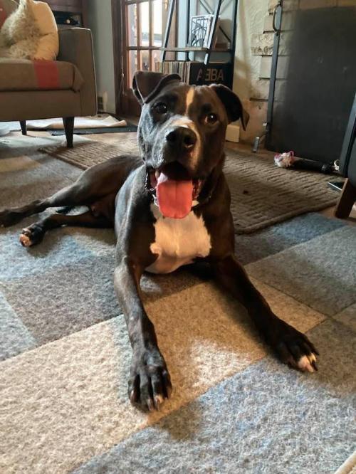 Champ, an adoptable Pit Bull Terrier in Plymouth, MN, 55447 | Photo Image 4