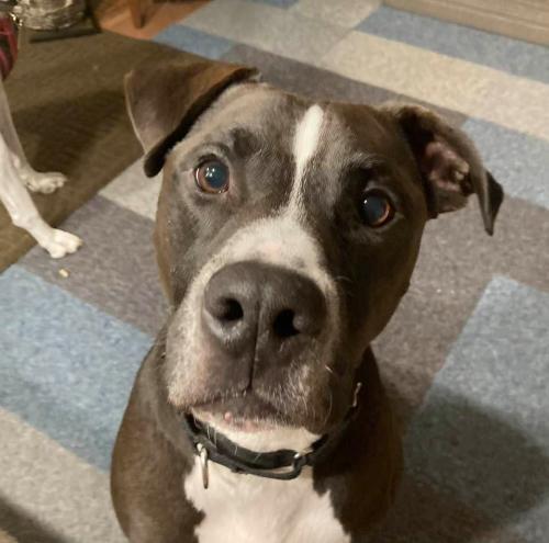 Champ, an adoptable Pit Bull Terrier in Plymouth, MN, 55447 | Photo Image 5