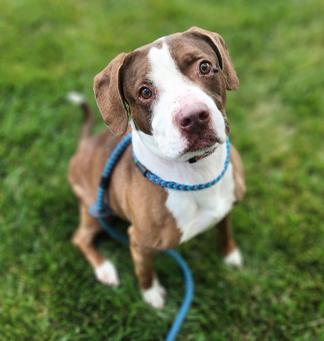 Gloria, an adoptable Boxer, Beagle in St. Louis, MO, 63125 | Photo Image 1