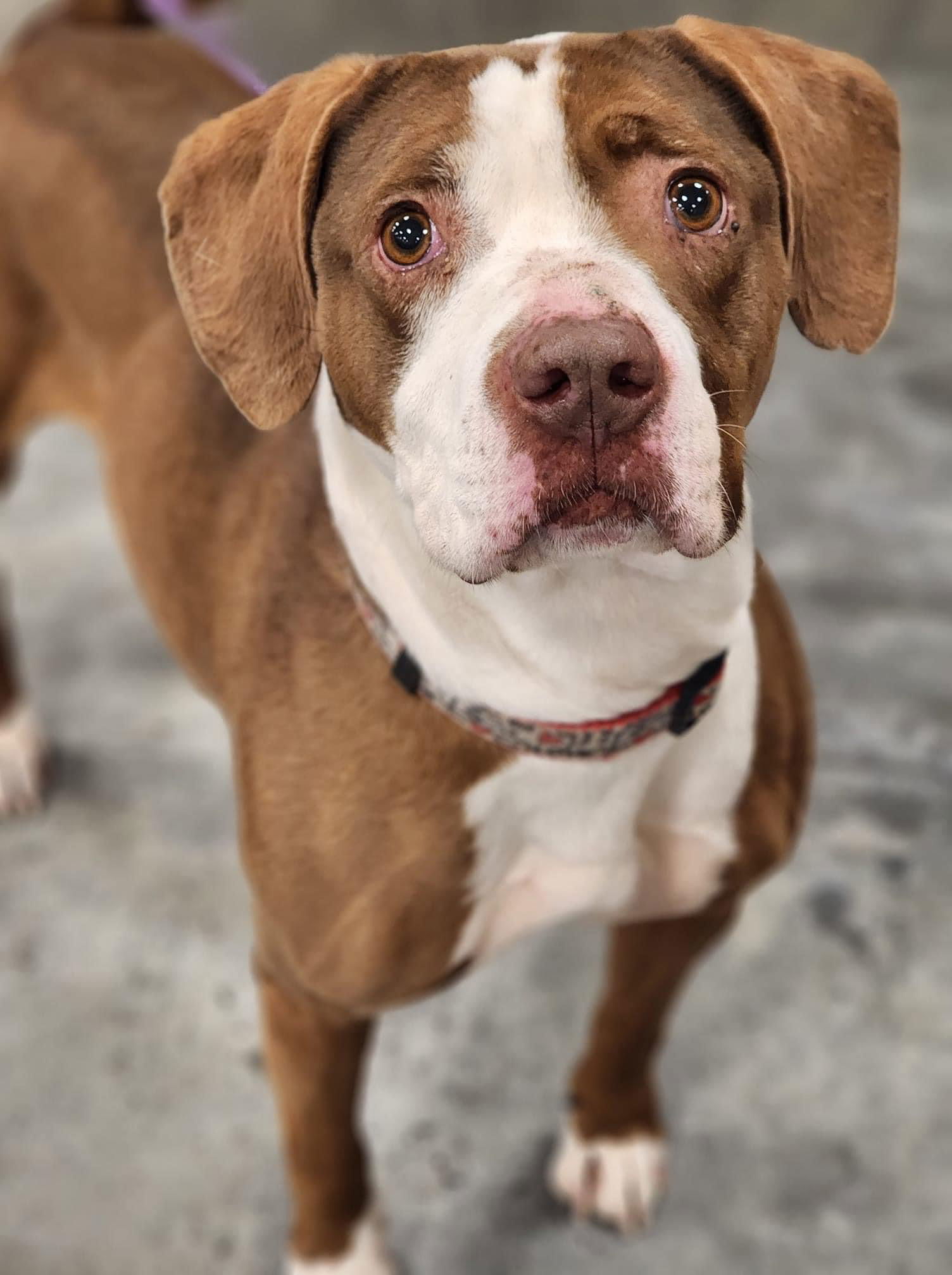Gloria, an adoptable Boxer, Beagle in St. Louis, MO, 63125 | Photo Image 2
