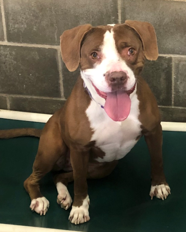 Gloria, an adoptable Boxer, Beagle in St. Louis, MO, 63125 | Photo Image 3