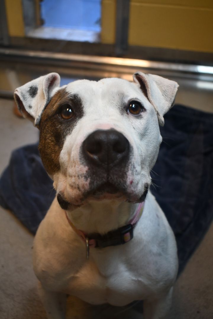 Marigold, an adoptable Pit Bull Terrier Mix in Bellingham, WA_image-3