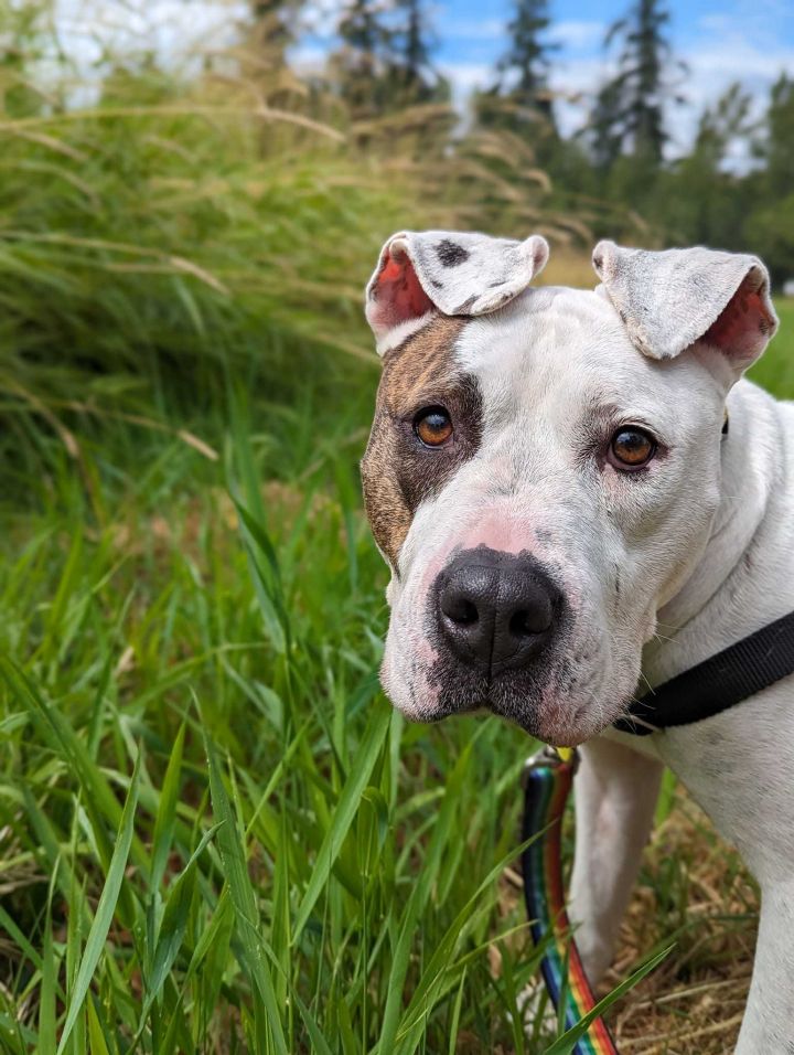 Marigold, an adoptable Pit Bull Terrier Mix in Bellingham, WA_image-1