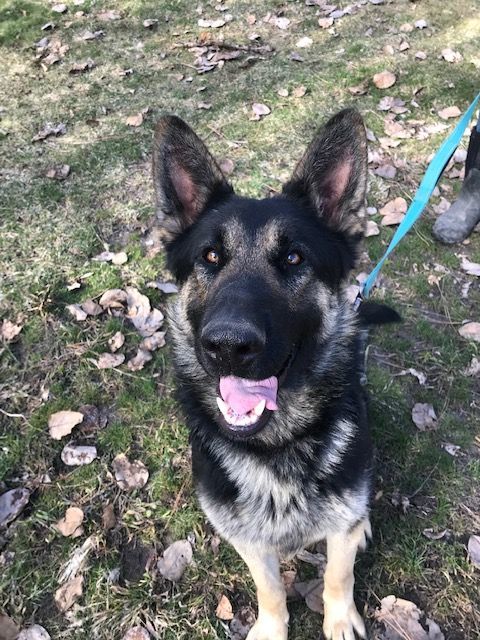 Petfinder german sale shepherd dog